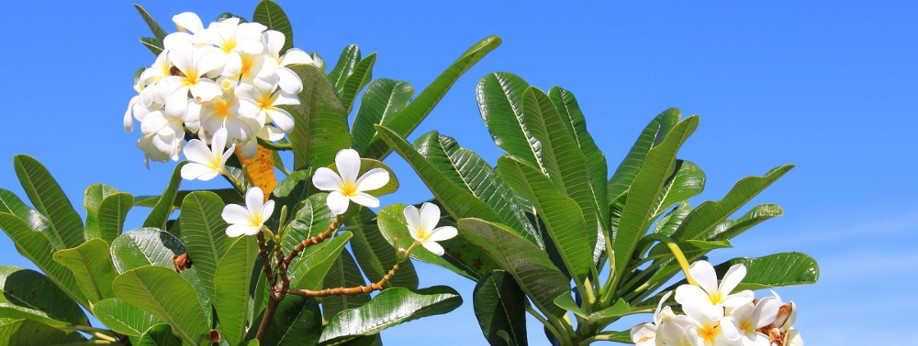 Tahiti Monoi flowers