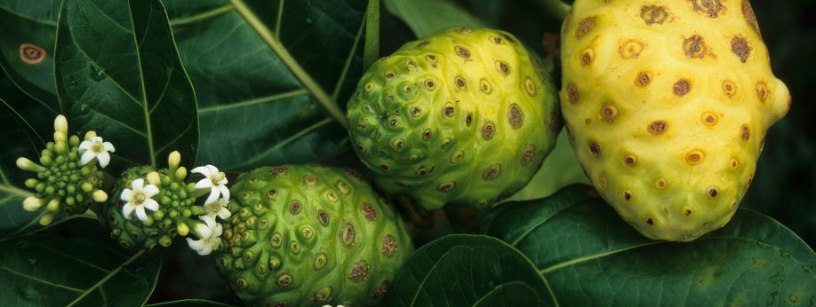 Polynesian Noni Fruit