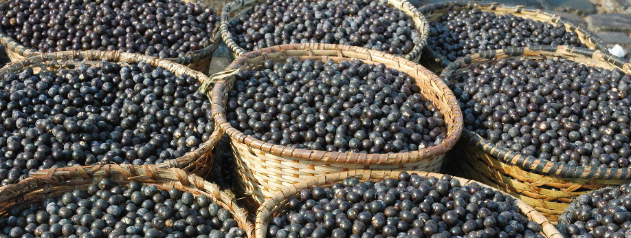 Fruits of the Açaï Tree